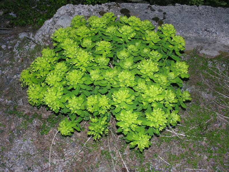 Euphorbia insularis photo 6