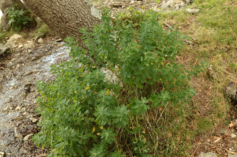 Euphorbia insularis photo 7