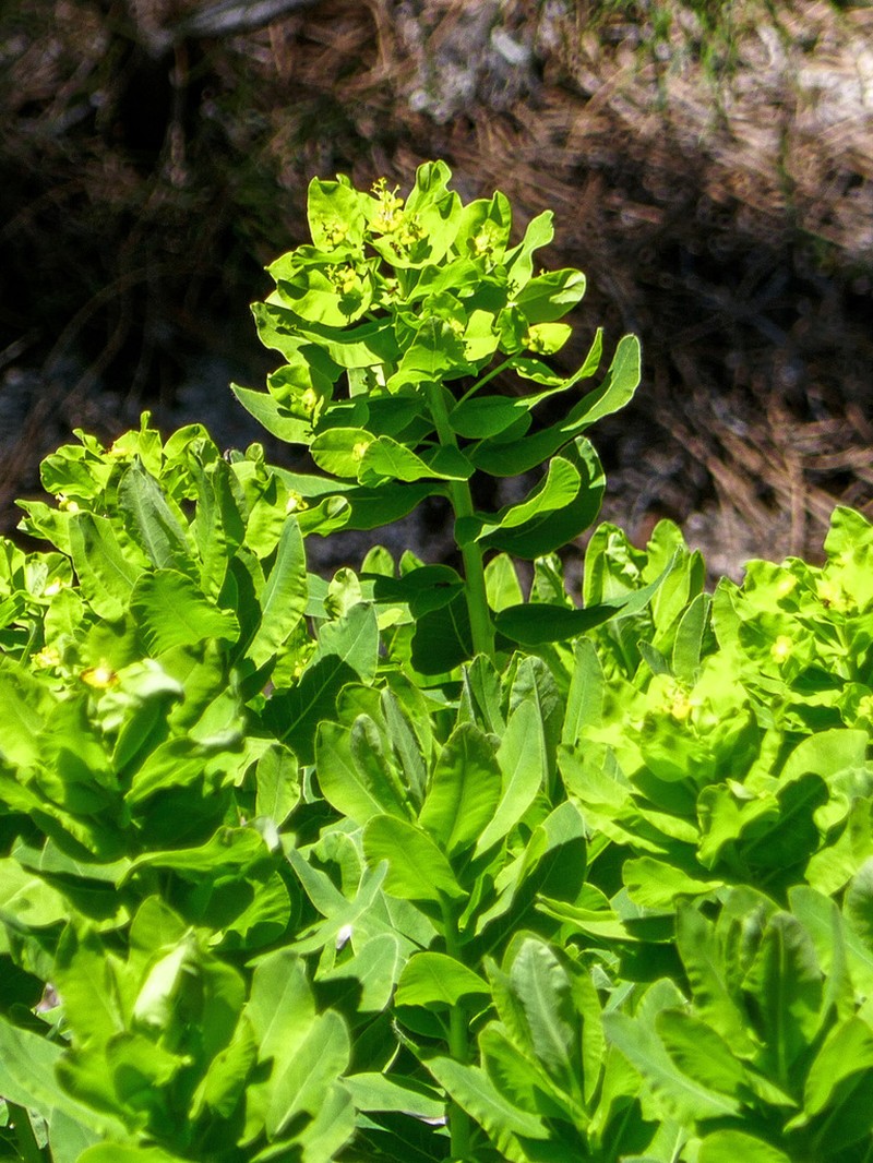 Euphorbia insularis photo 8