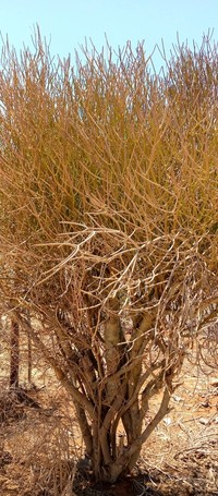 Euphorbia intisy