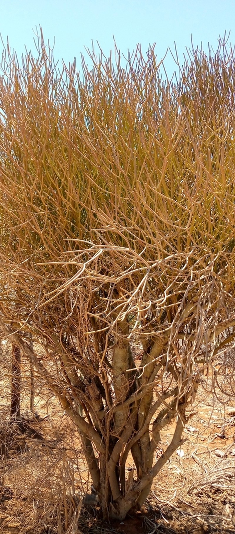 Euphorbia intisy
