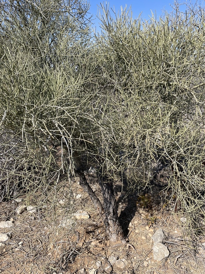 Euphorbia intisy photo 3