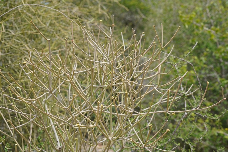 Euphorbia intisy photo 4