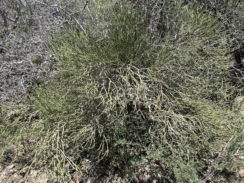Euphorbia intisy photo 6
