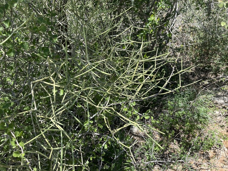 Euphorbia intisy photo 7