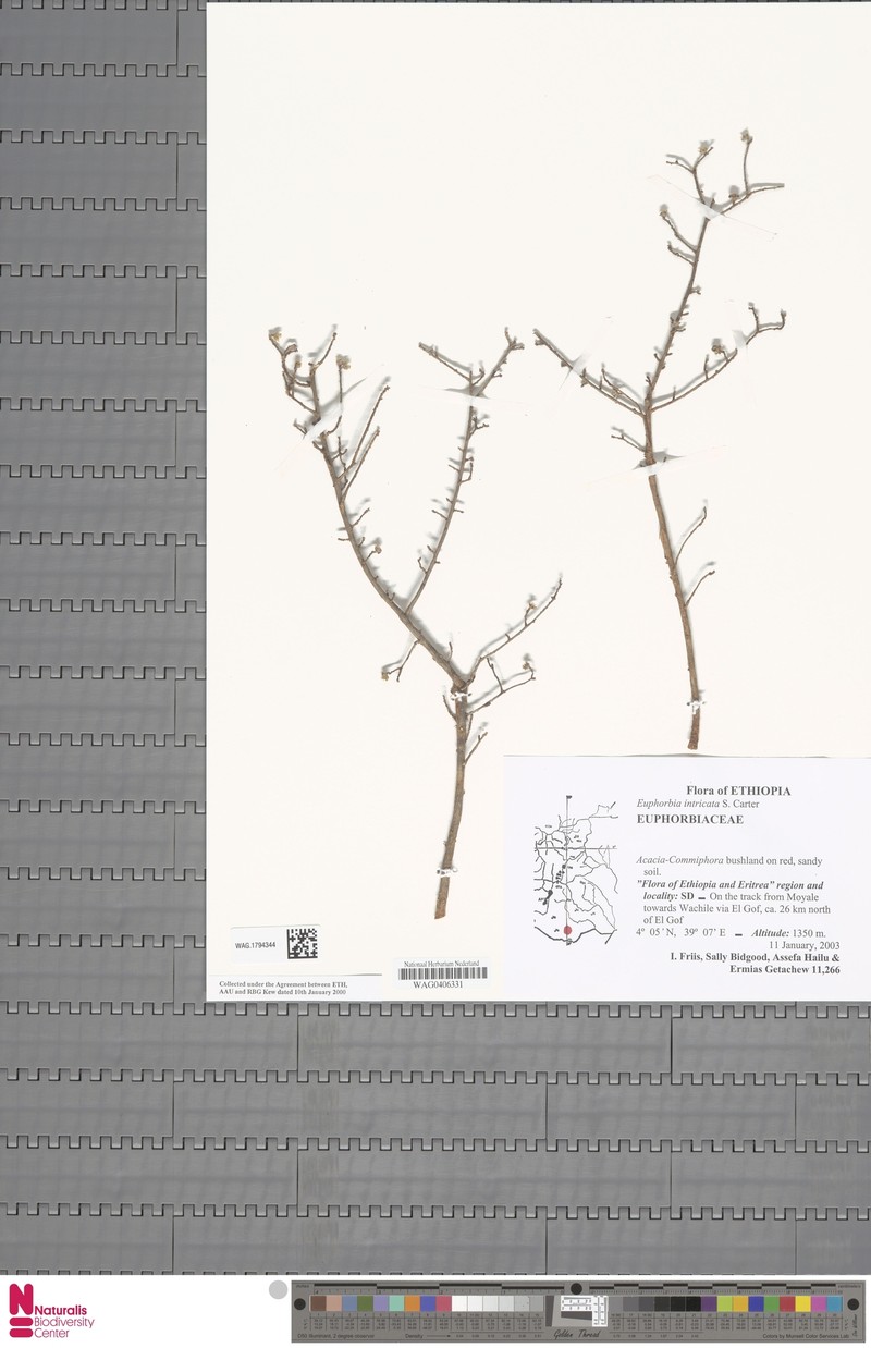 Euphorbia intricata