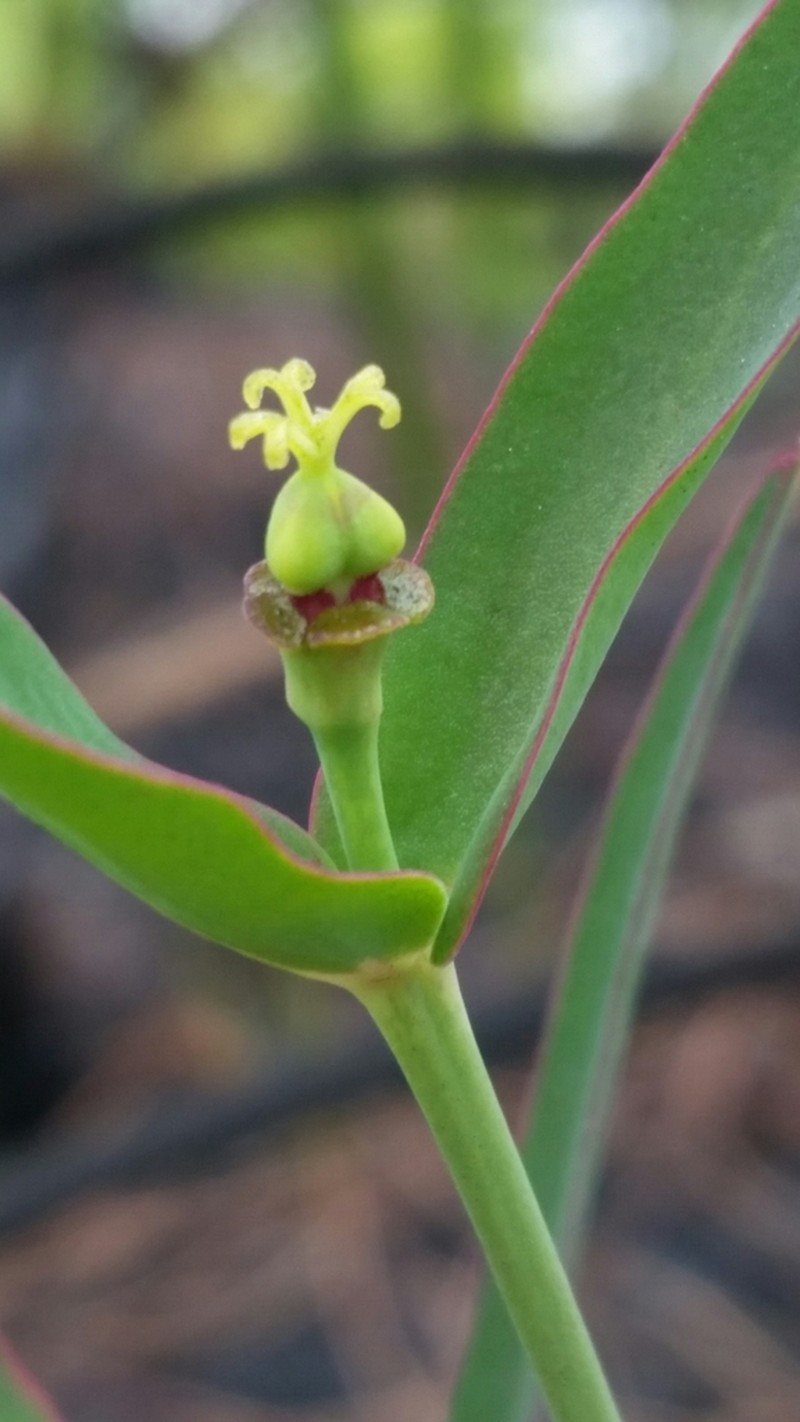 Florida Pineland Spurge