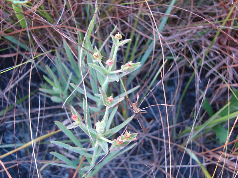 Florida Pineland Spurge photo 2
