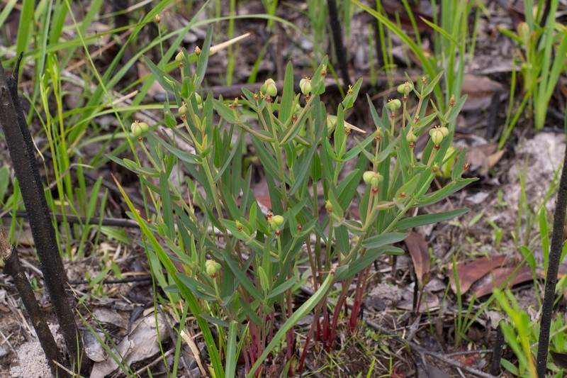 Florida Pineland Spurge photo 3