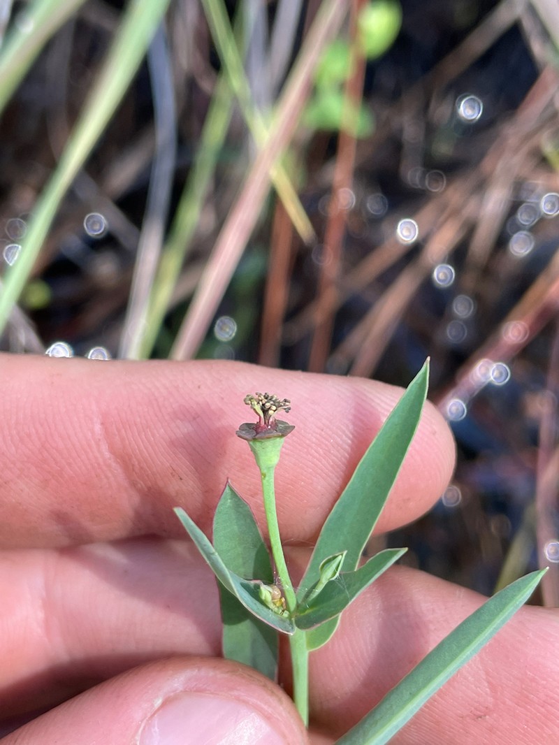 Florida Pineland Spurge photo 5