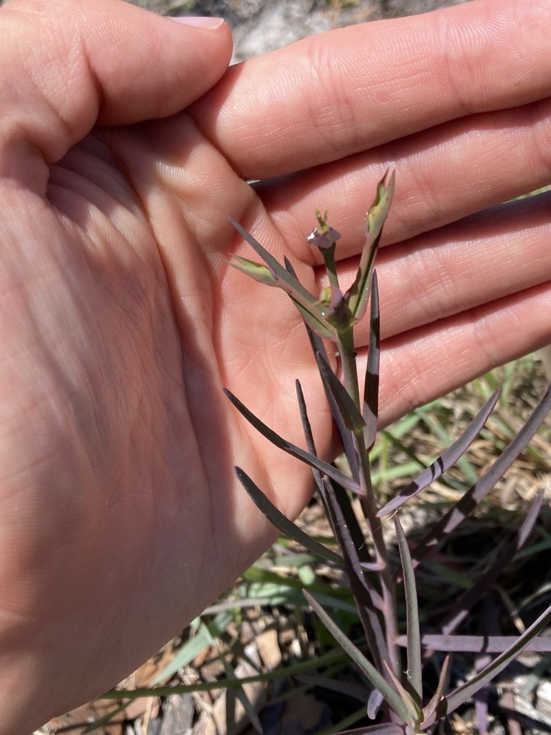 Florida Pineland Spurge photo 6