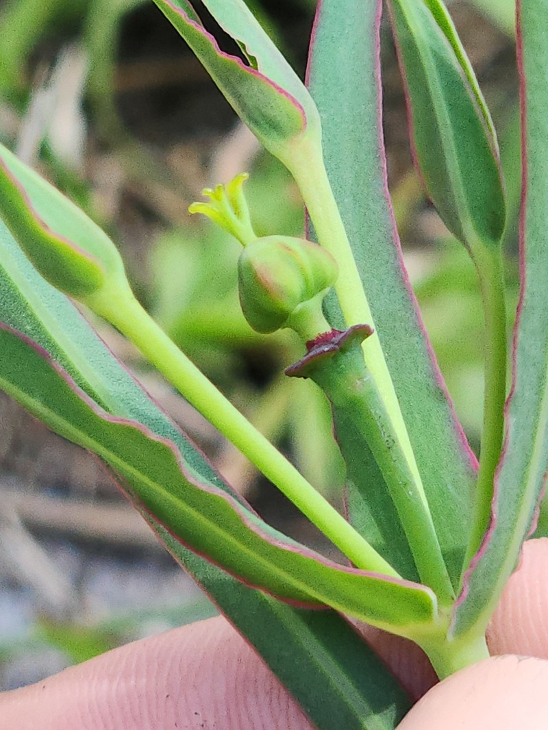 Euphorbia inundata var. garrettii