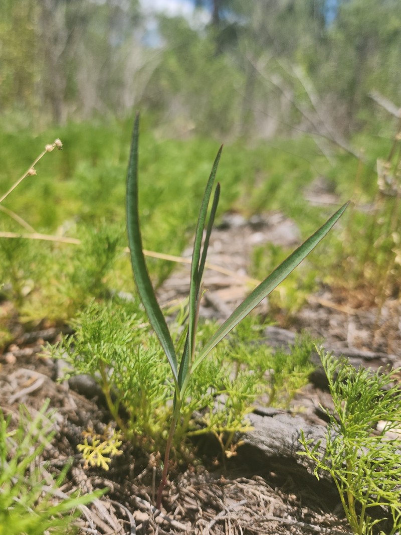 Euphorbia inundata var. garrettii photo 2