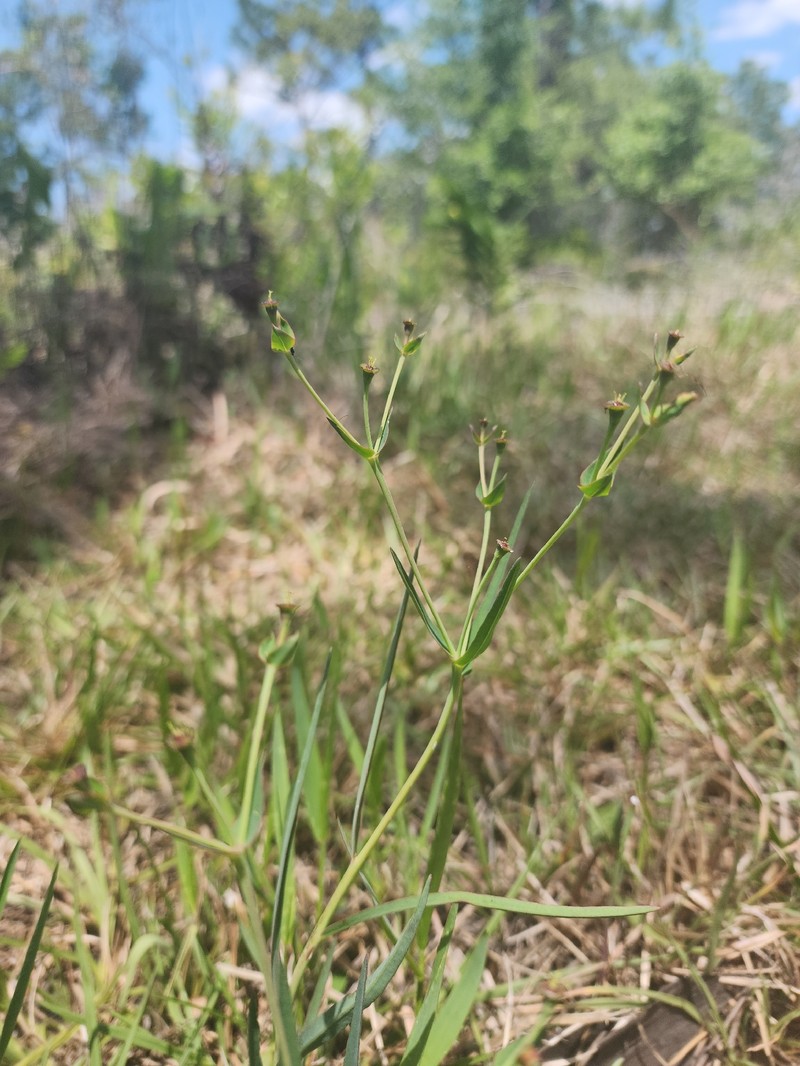 Euphorbia inundata var. garrettii photo 3