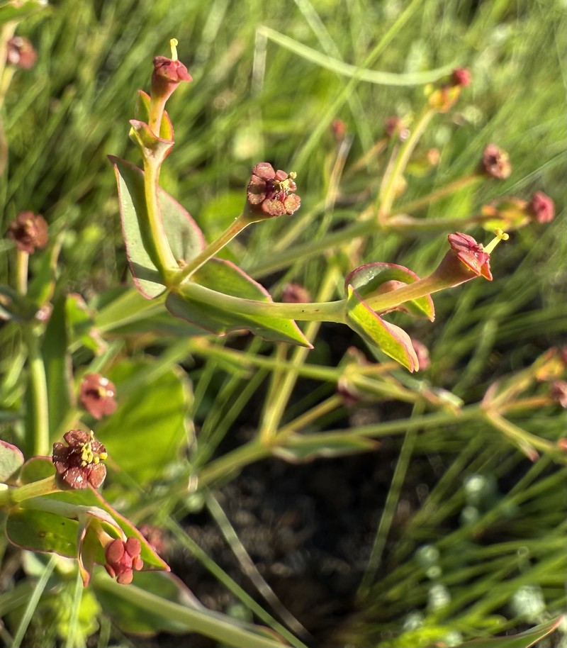 Euphorbia inundata var. garrettii photo 4