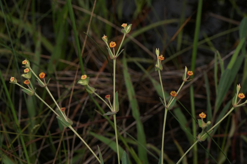 Euphorbia inundata var. garrettii photo 6