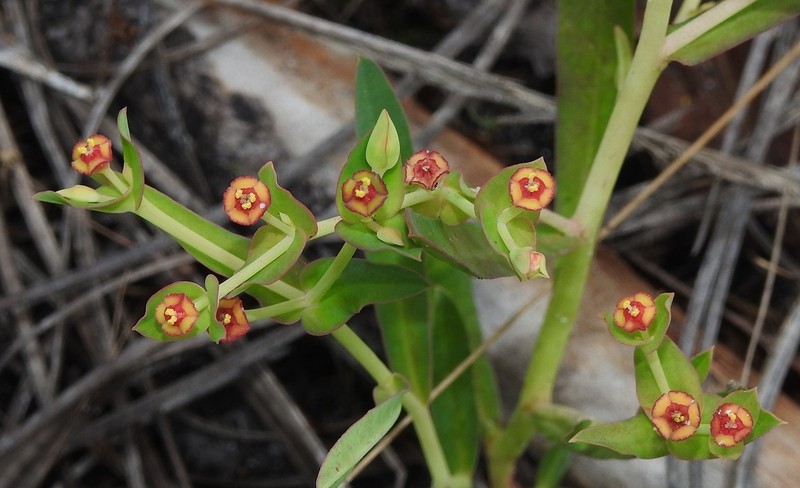 Euphorbia inundata var. garrettii photo 7