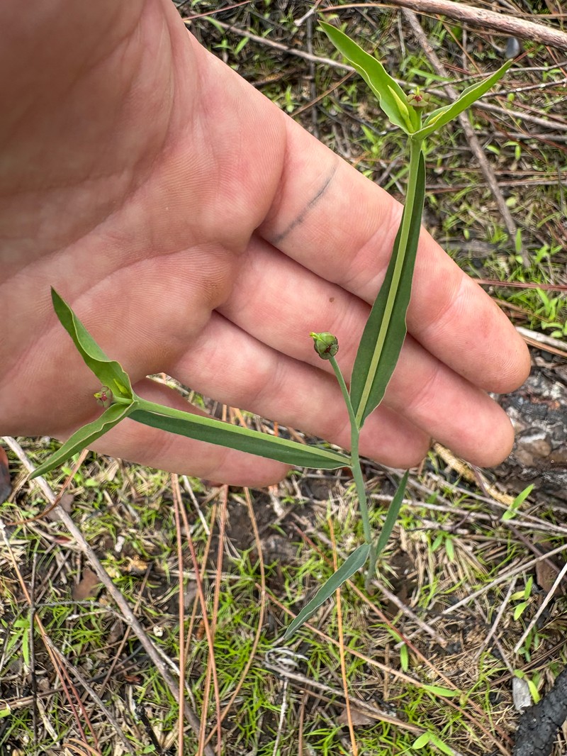 Euphorbia inundata var. inundata