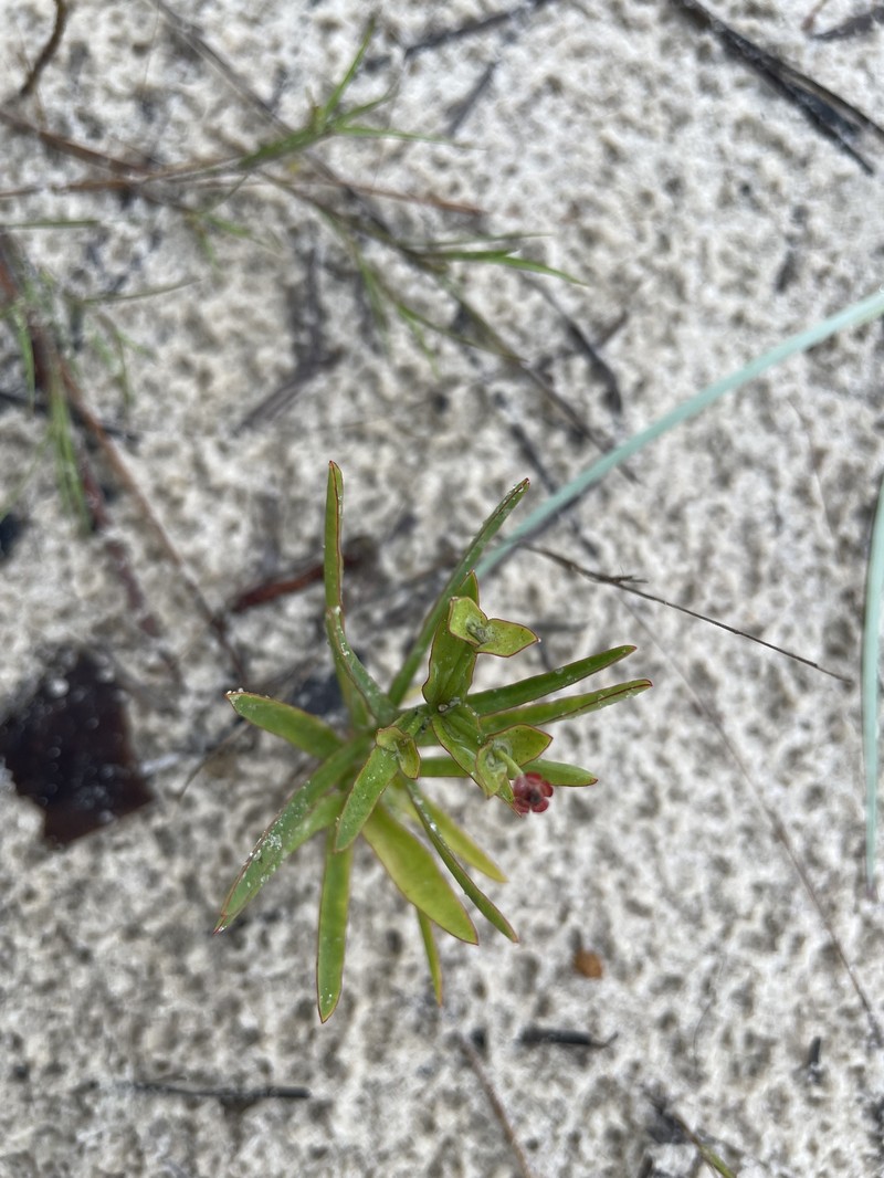 Euphorbia inundata var. inundata photo 2