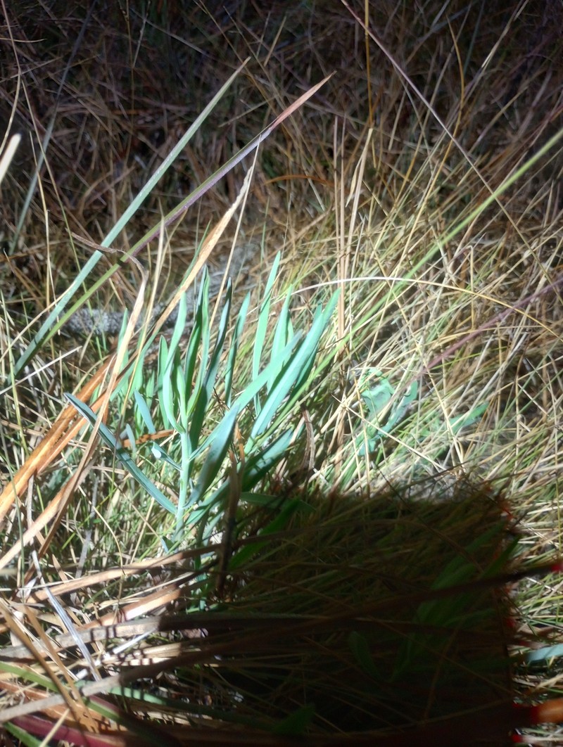 Euphorbia inundata var. inundata photo 3