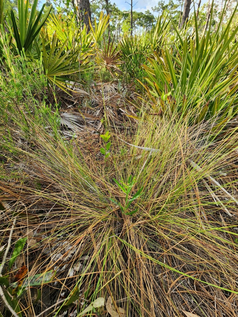 Euphorbia inundata var. inundata photo 5