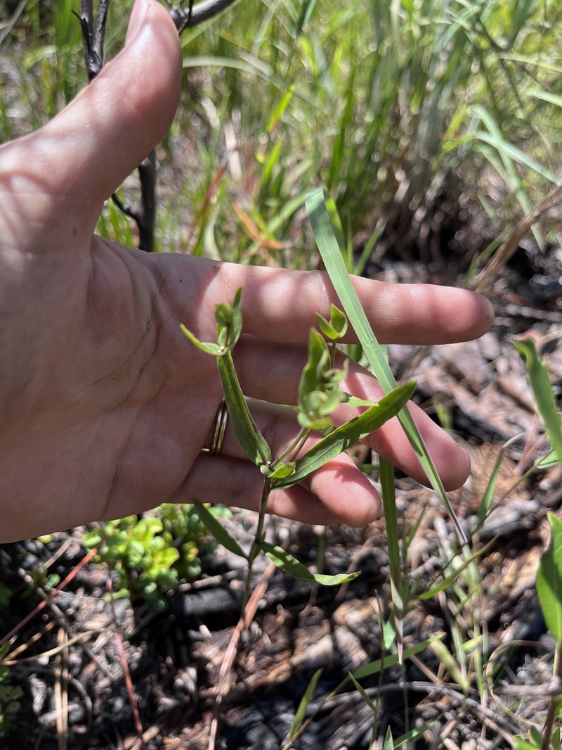 Euphorbia inundata var. inundata photo 6