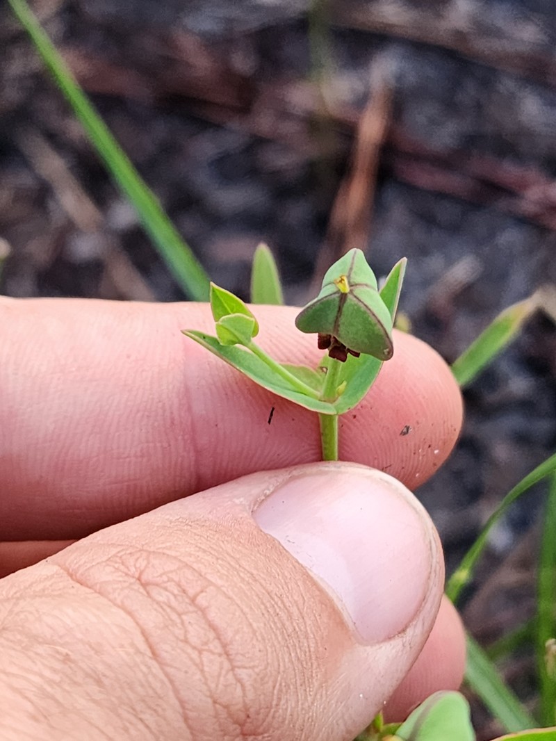 Euphorbia inundata var. inundata photo 8