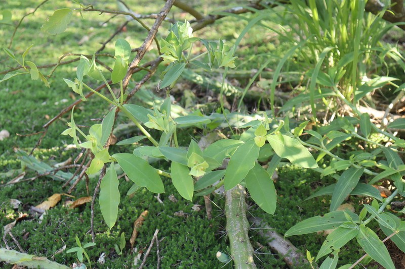 Euphorbia invaginata