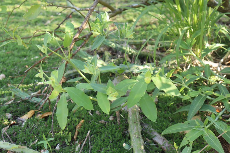 Euphorbia invaginata photo 2