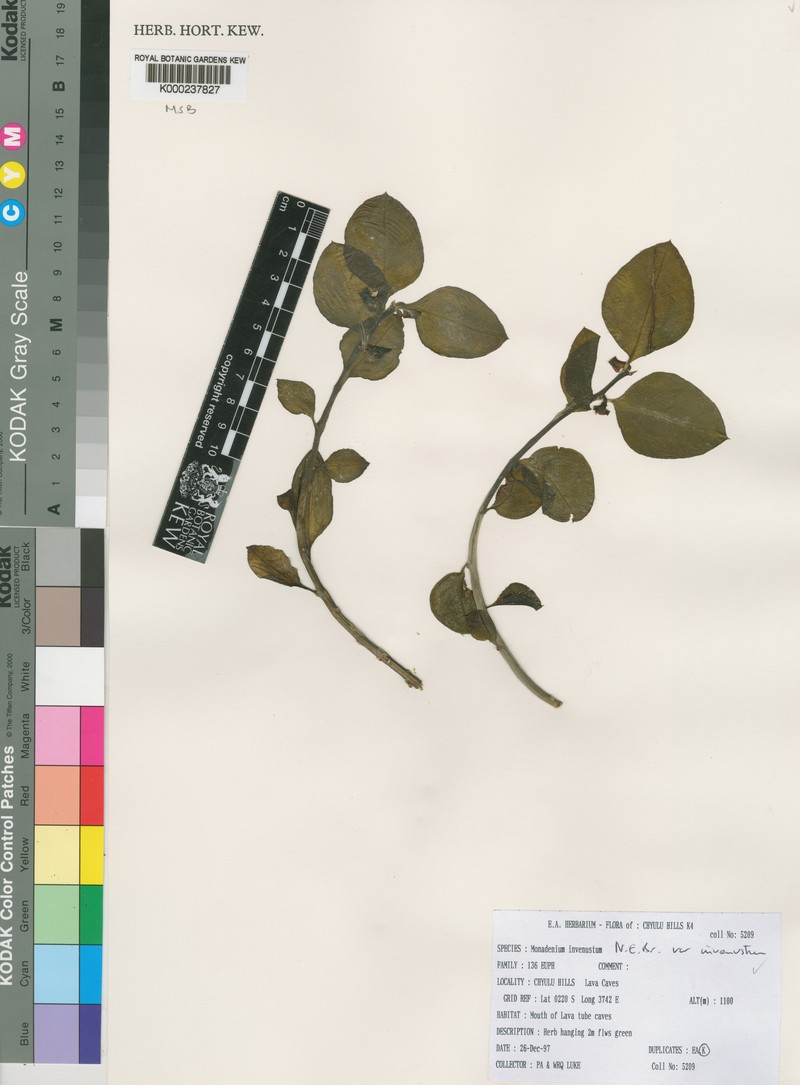 Euphorbia invenusta