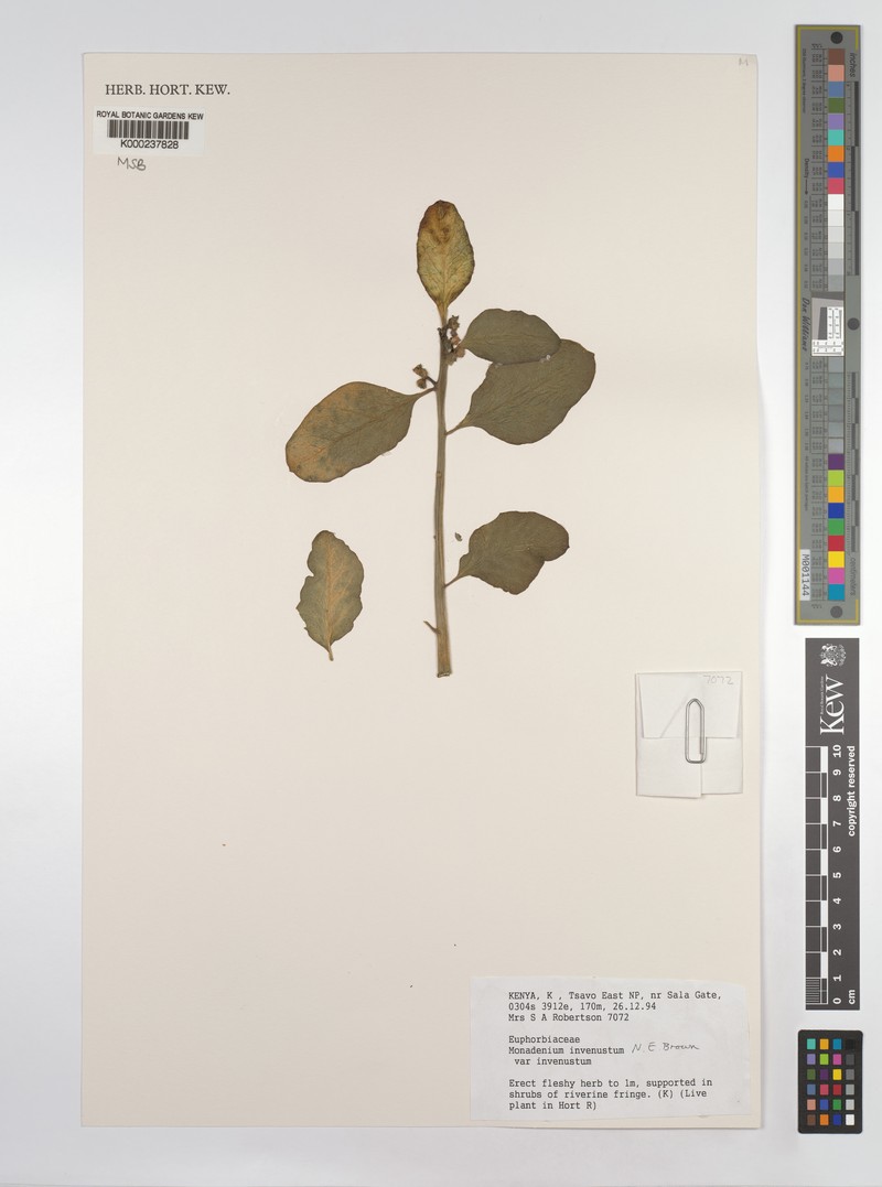 Euphorbia invenusta photo 2