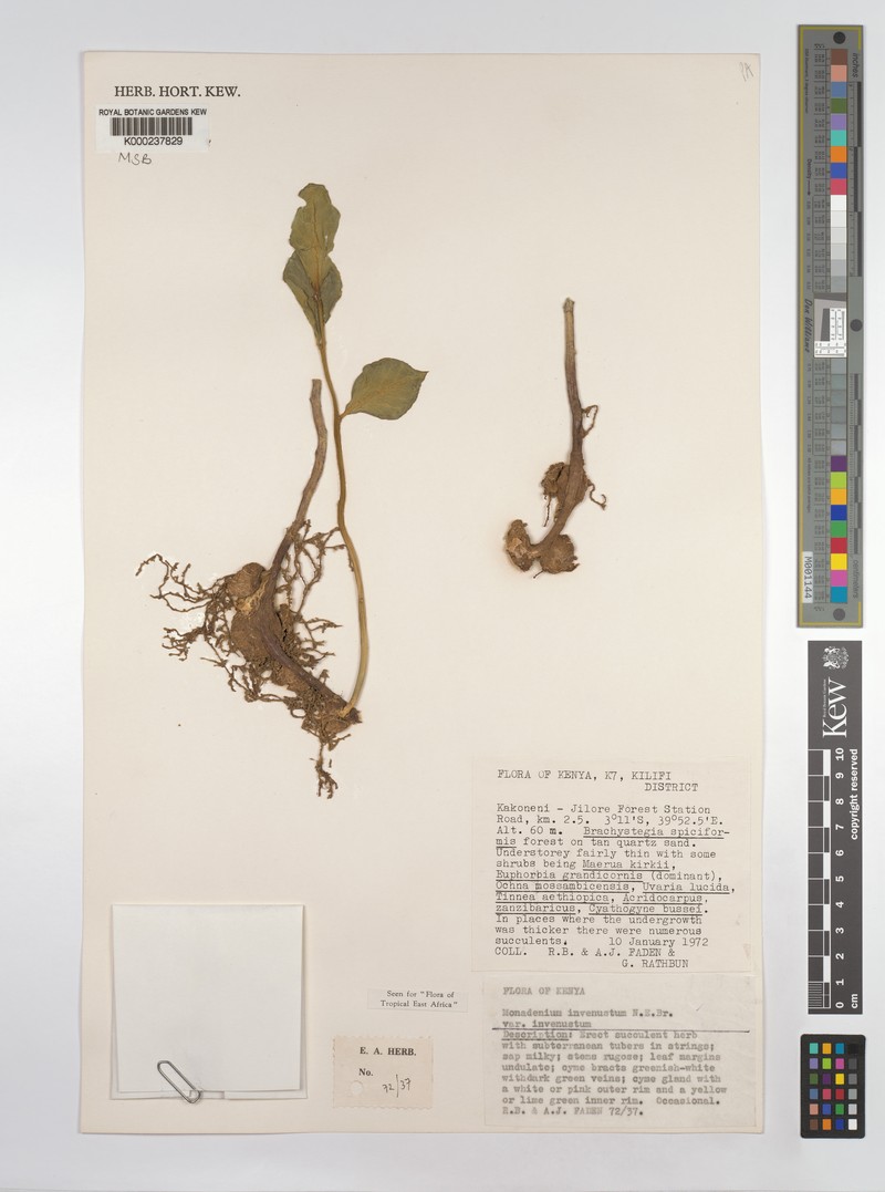 Euphorbia invenusta photo 4