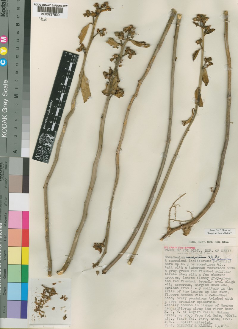 Euphorbia invenusta photo 5