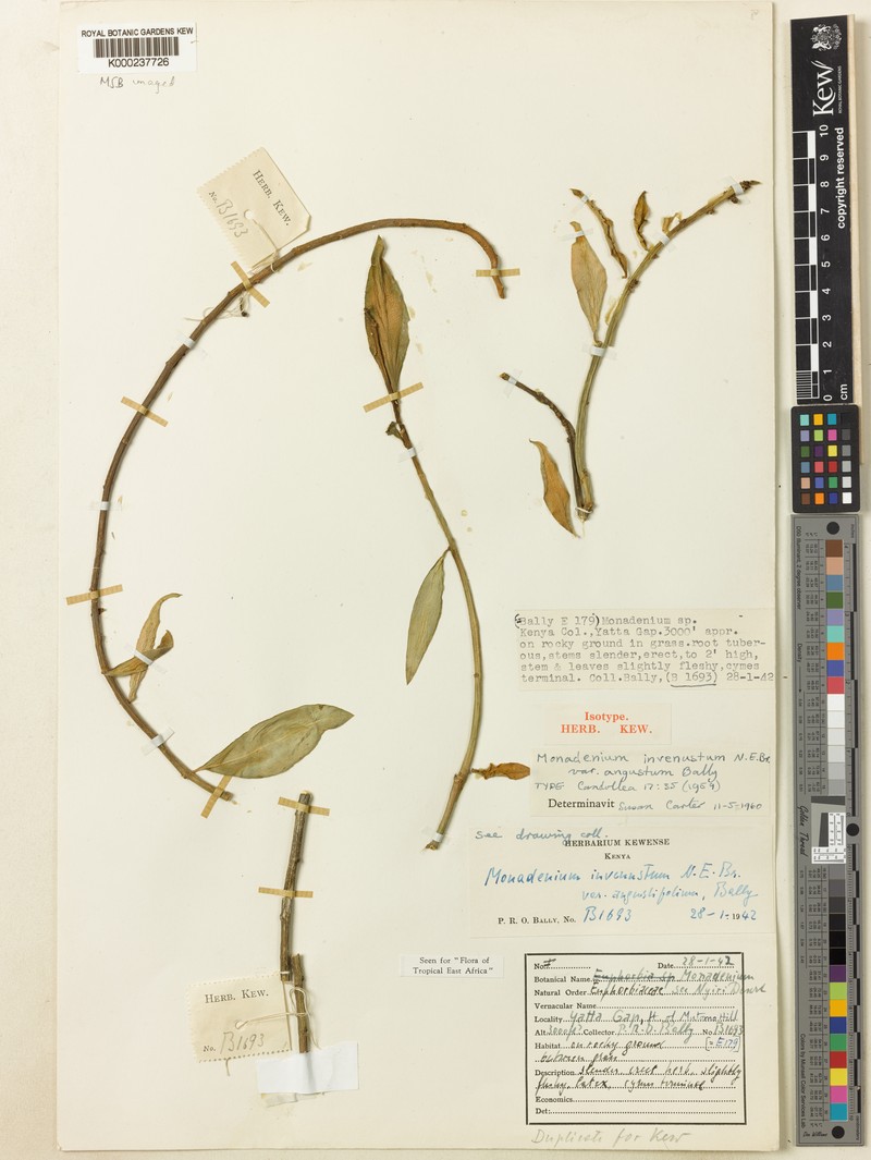 Euphorbia invenusta var. angusta