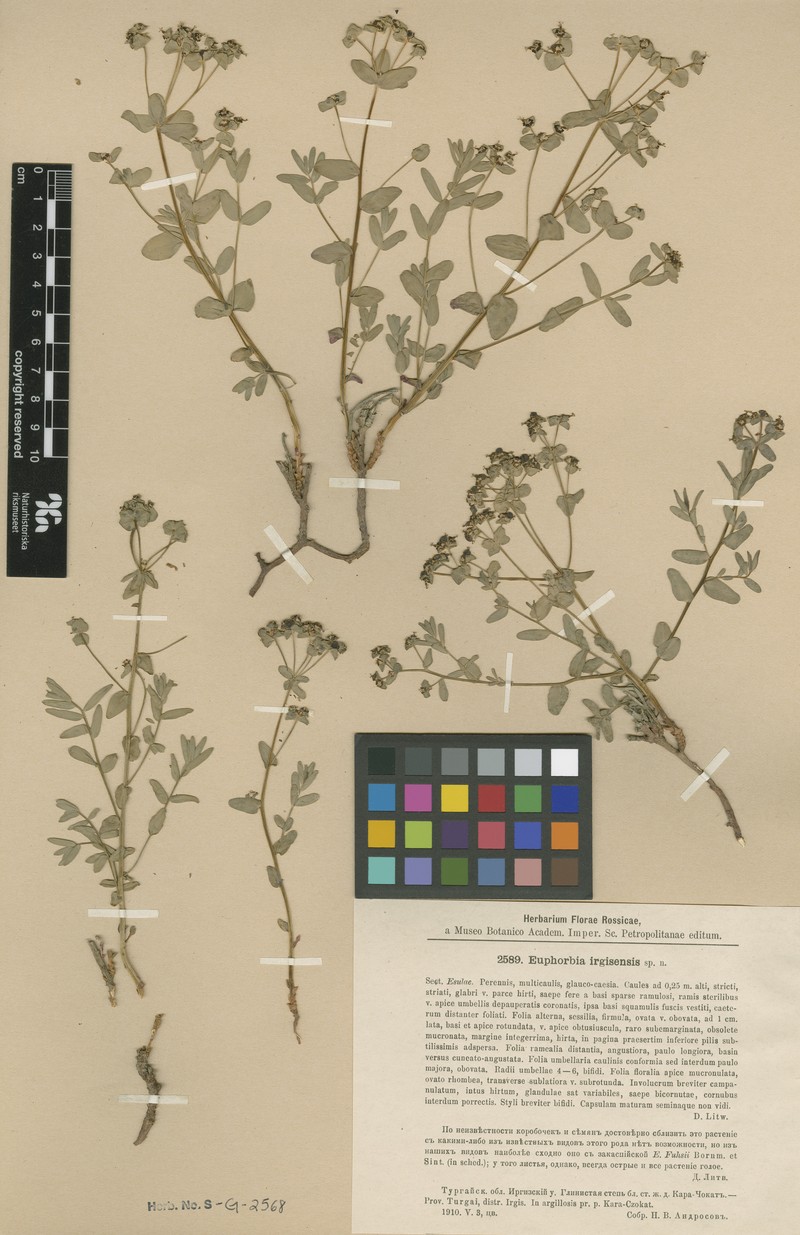 Euphorbia irgisensis