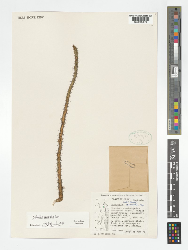 Euphorbia isacantha