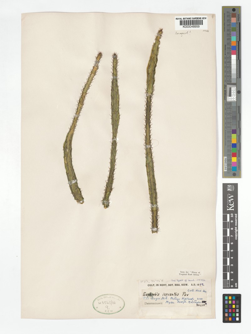 Euphorbia isacantha photo 2