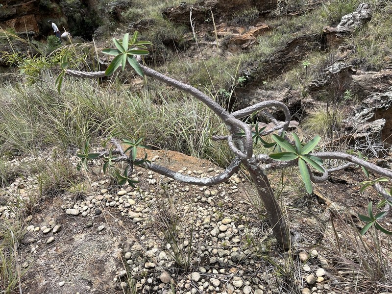 Euphorbia isaloensis