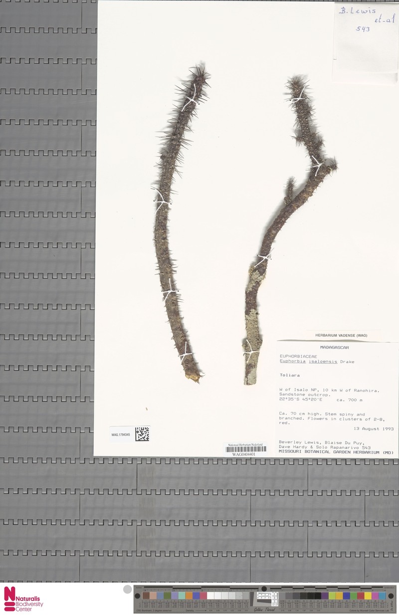 Euphorbia isaloensis photo 2