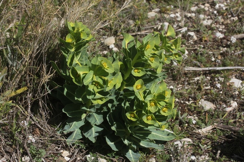 Euphorbia isatidifolia