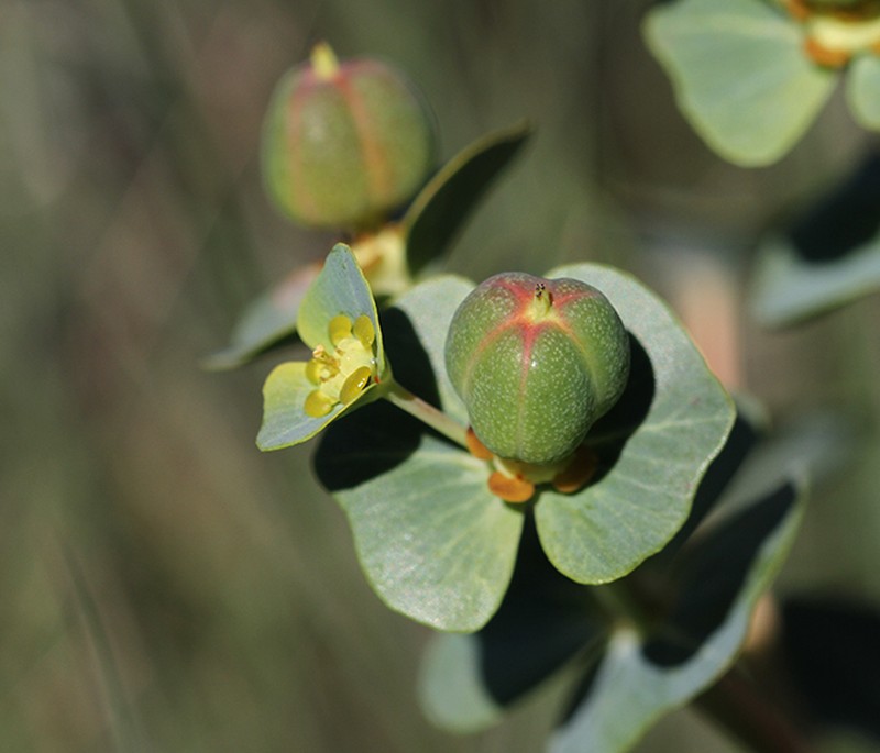 Euphorbia isatidifolia photo 2