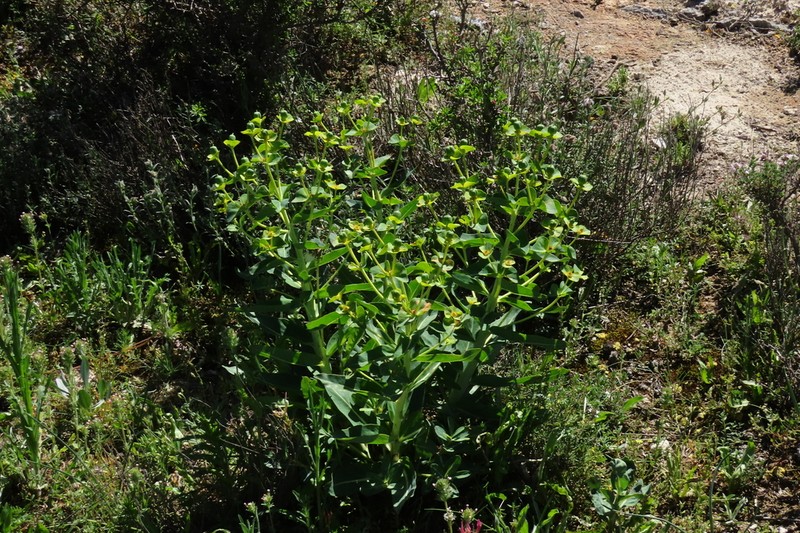 Euphorbia isatidifolia photo 3