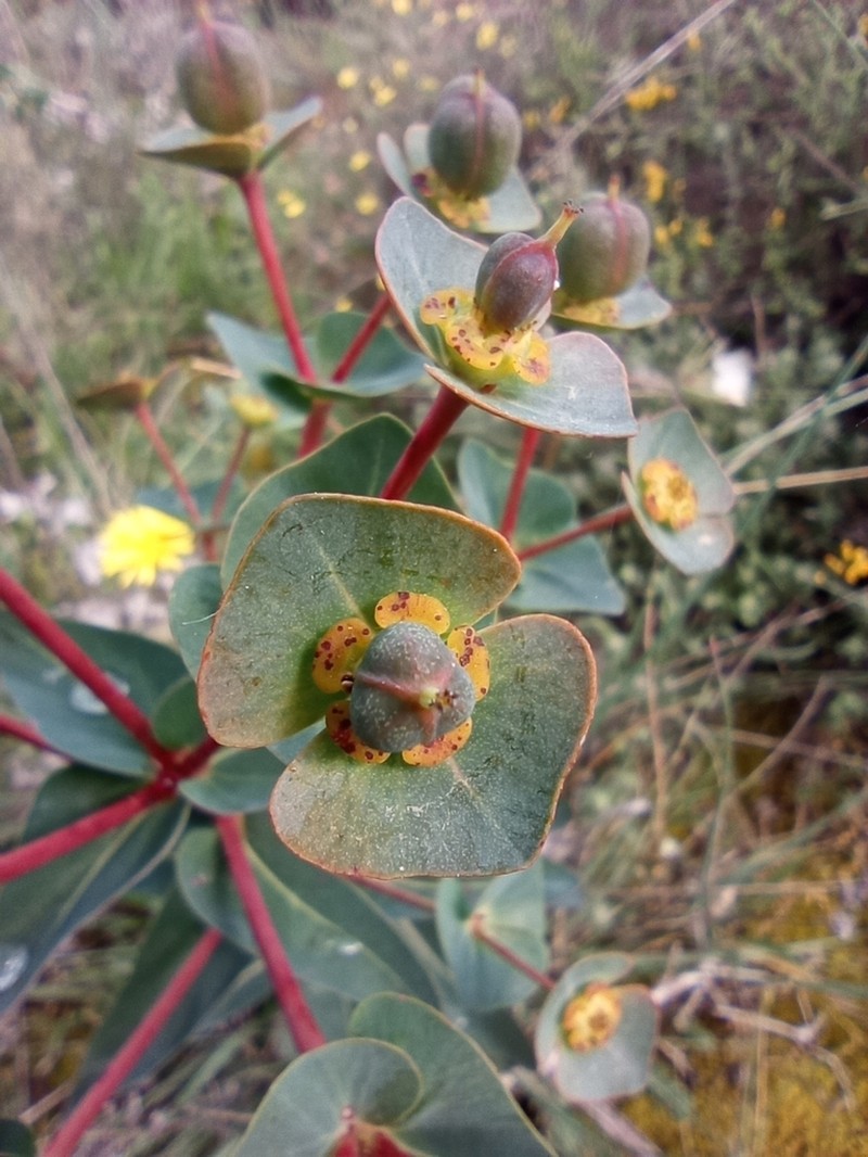 Euphorbia isatidifolia photo 4