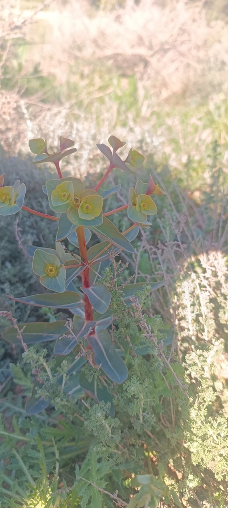 Euphorbia isatidifolia photo 5