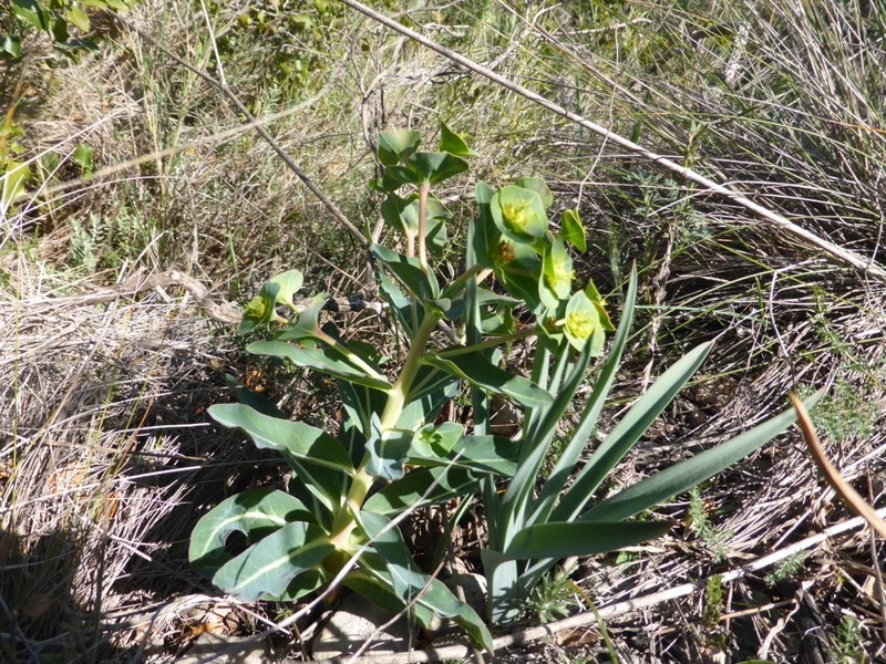 Euphorbia isatidifolia photo 6