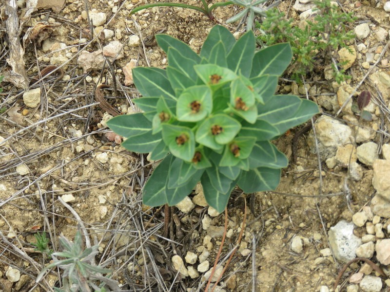 Euphorbia isatidifolia photo 7