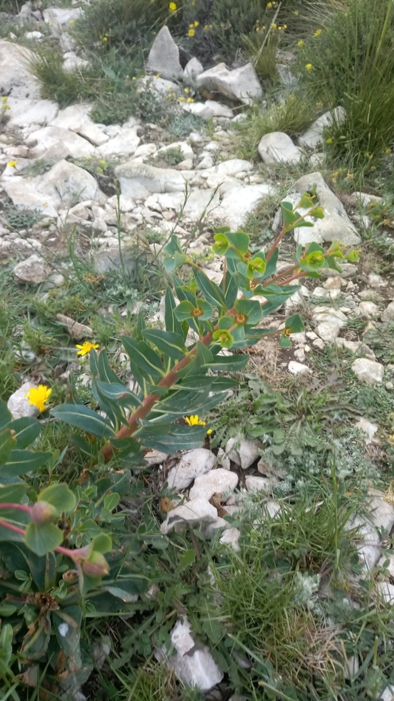 Euphorbia isatidifolia photo 8