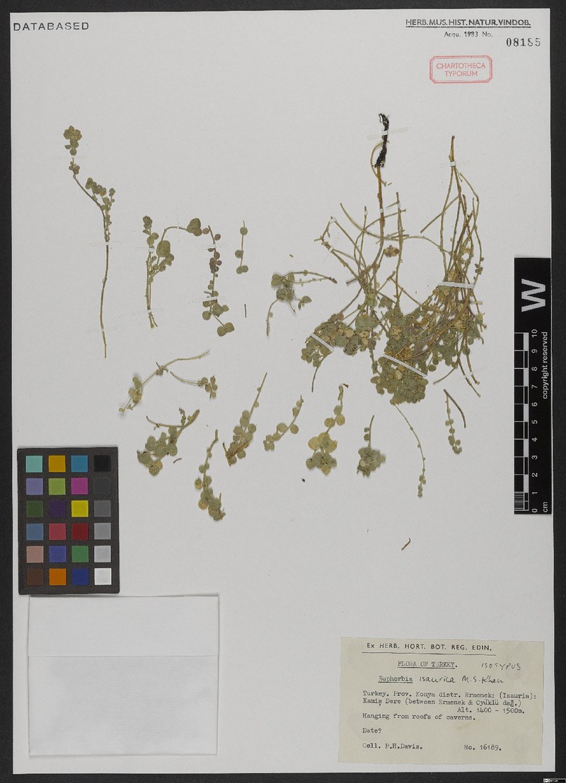 Euphorbia isaurica