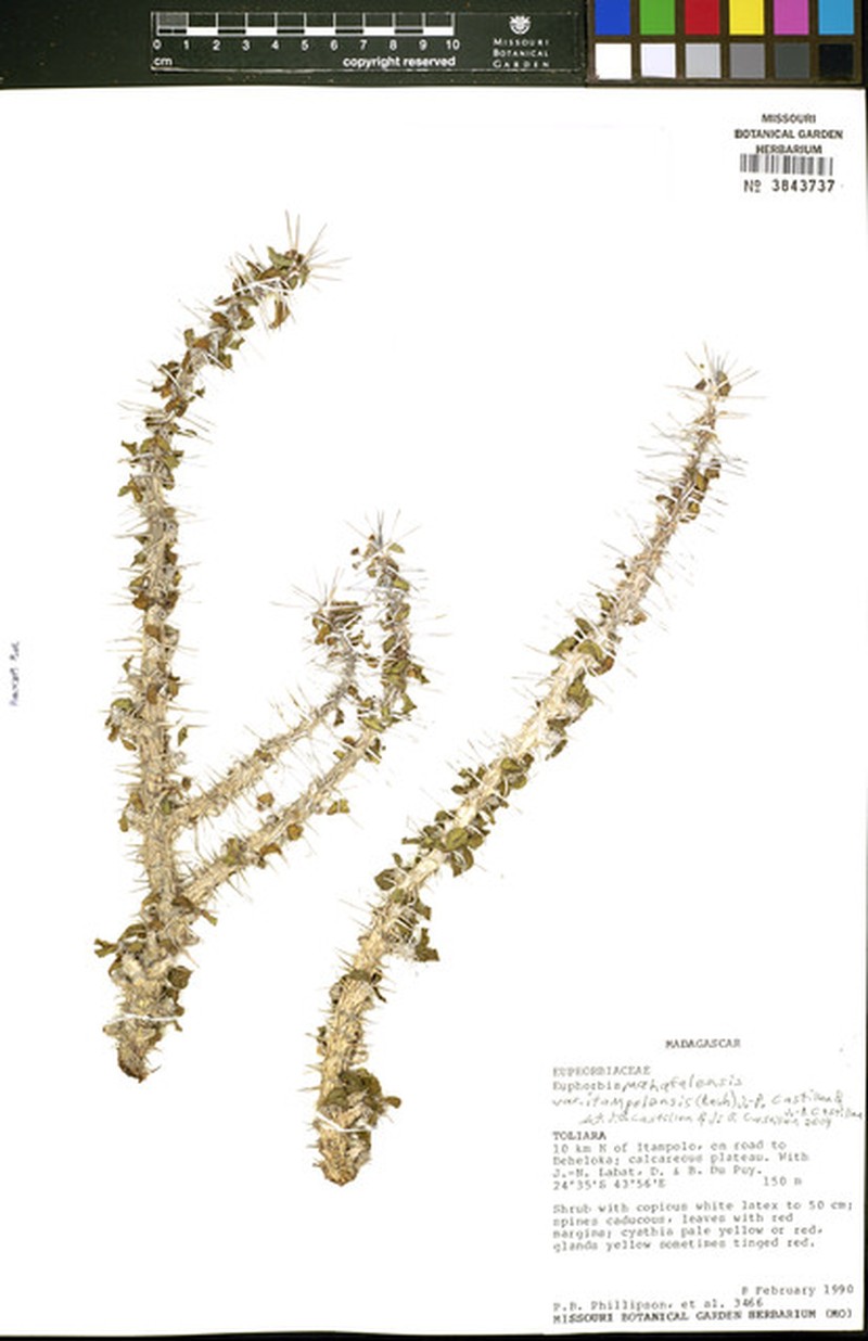 Euphorbia itampolensis photo 2