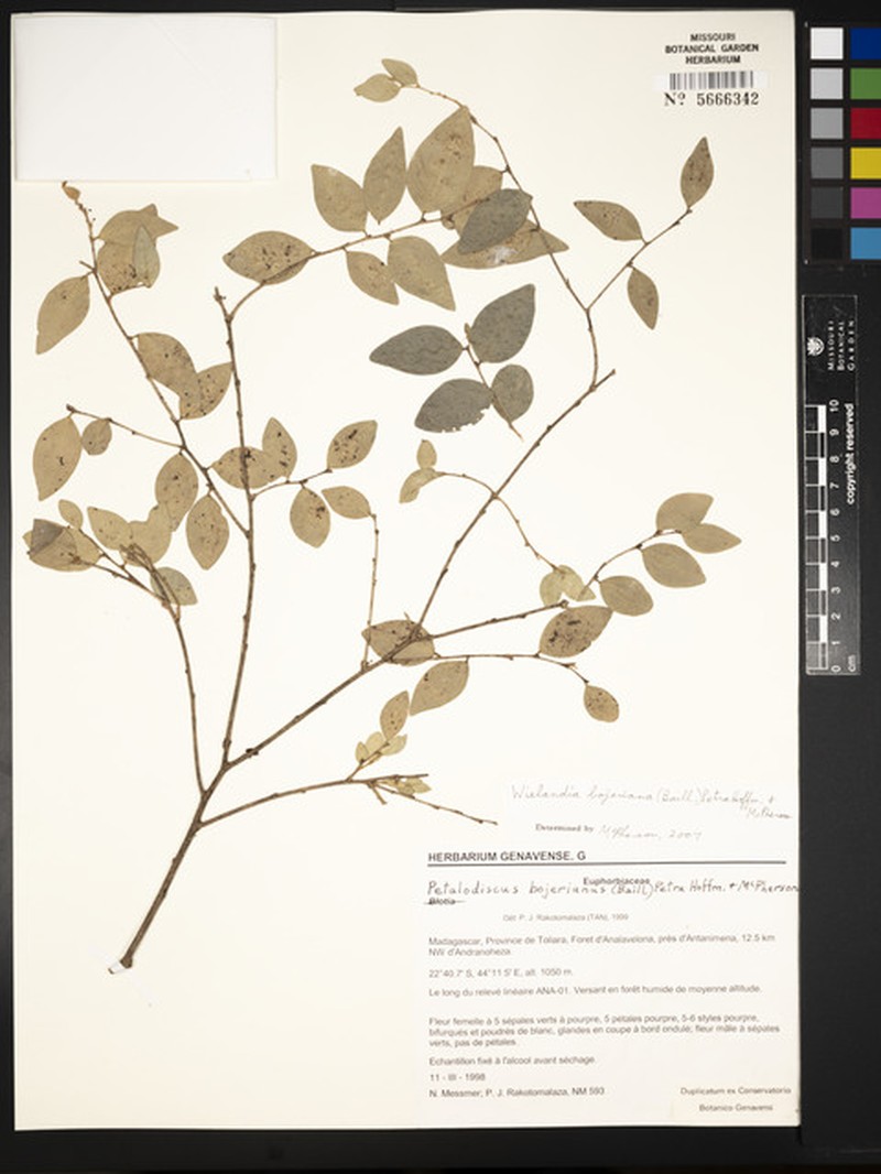 Euphorbia itampolensis photo 3
